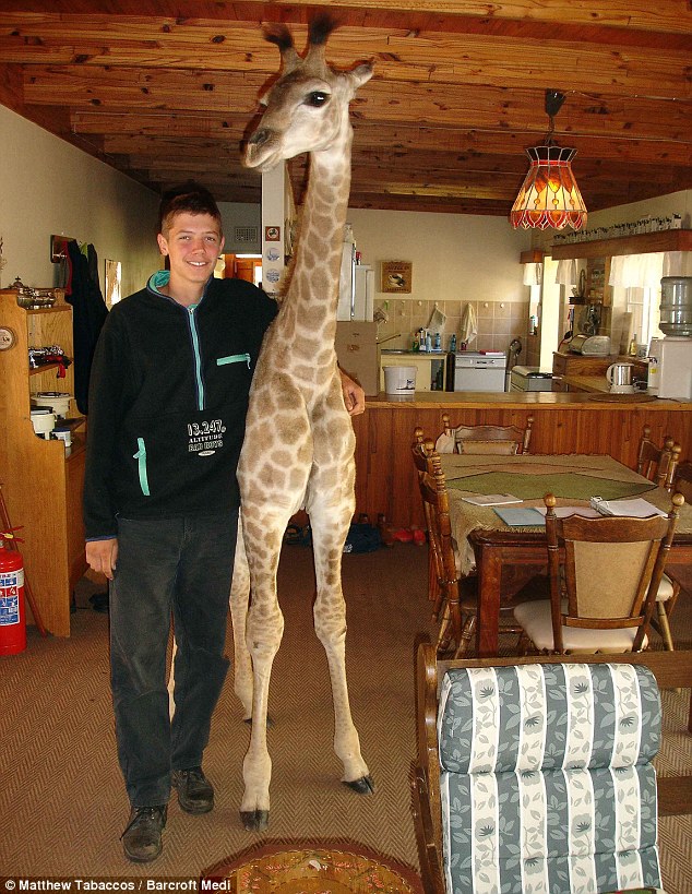 guy with pet giraffe